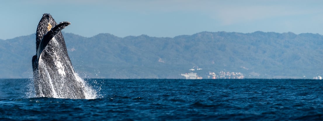 dmc-en-puerto-vallarta-fondo-modulo-6