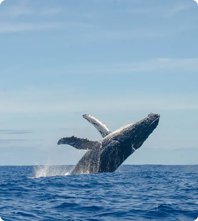 Ballena jorobada saltando en Puerto Vallarta.