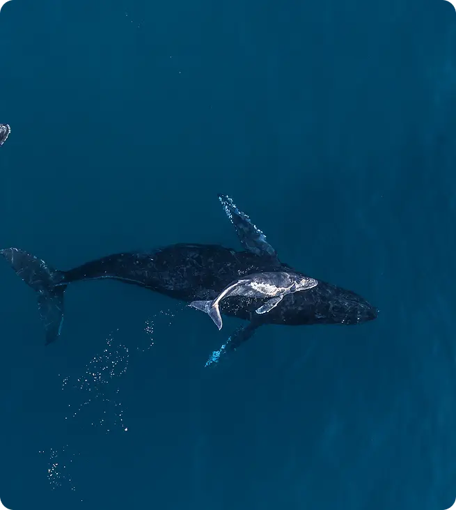 Imagen del invierno en Los Cabos